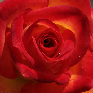 Web trgovina ruža - floribunda ruže - žuta - crvena - Rosa  Alinka - diskretni miris ruže - DICKSON, Alexander Patrick - Puno ima cvijetova, koji jako dugo se drže
